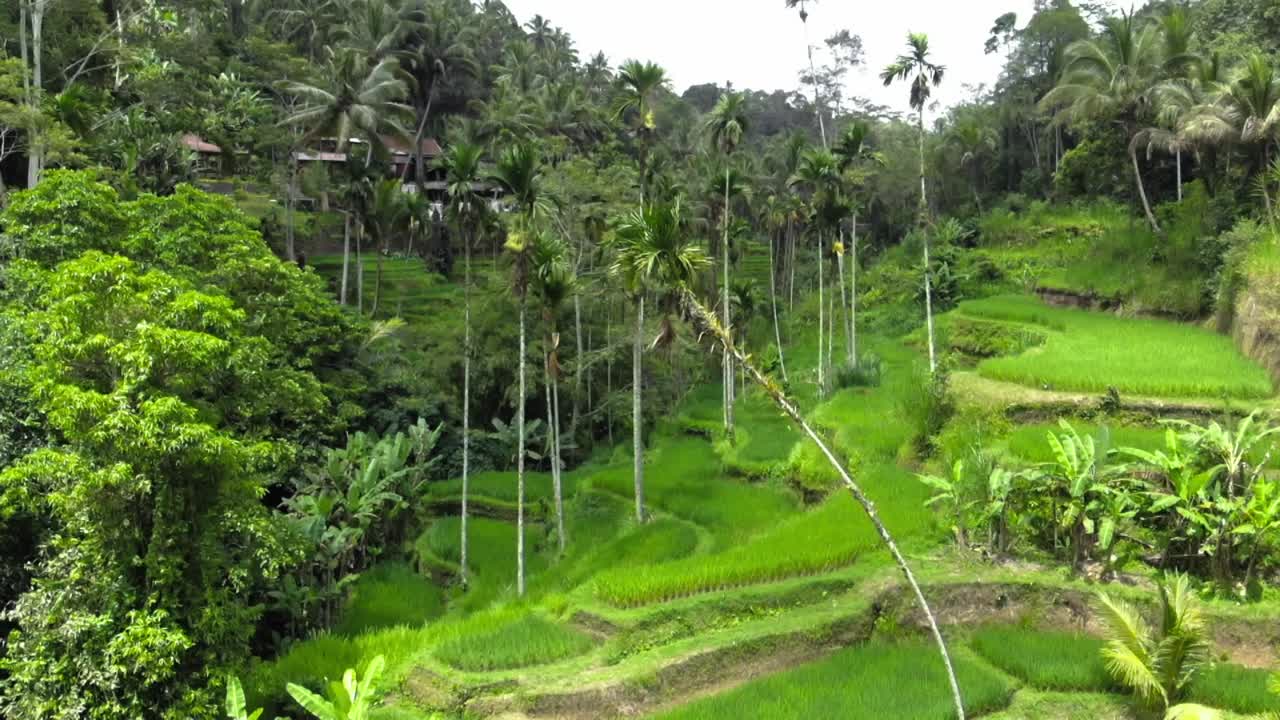 fotografía aérea de las terrazas de arroz de tegallalang y la exuberante selva en gianyar, bali, indonesia