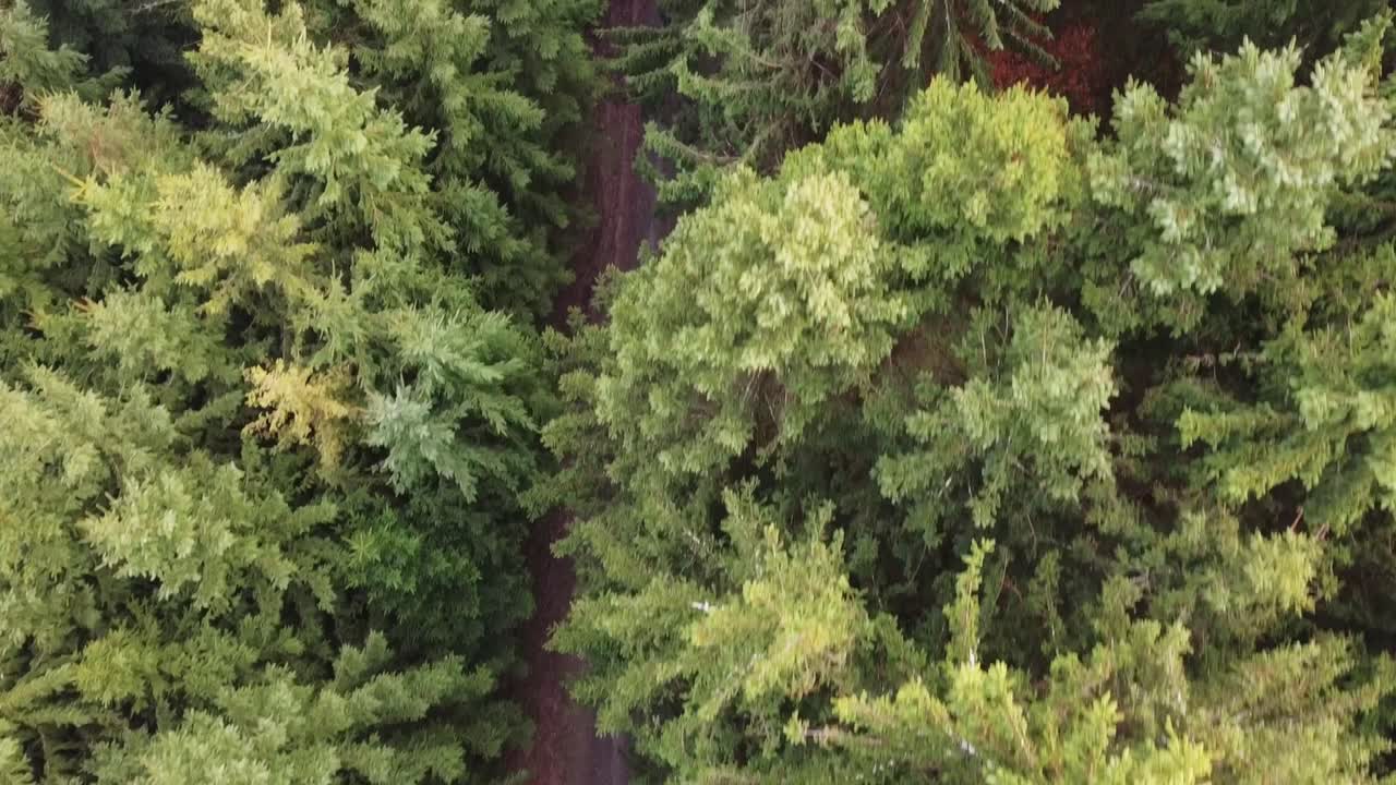 vuelo sobre el camino forestal