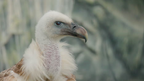 profile of a white-backed vulture
