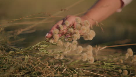 close up of hand gently observing wild flowers in grassy field under warm sunlight, focusing on delicate movement and textures of fluffy blooms and dried grass