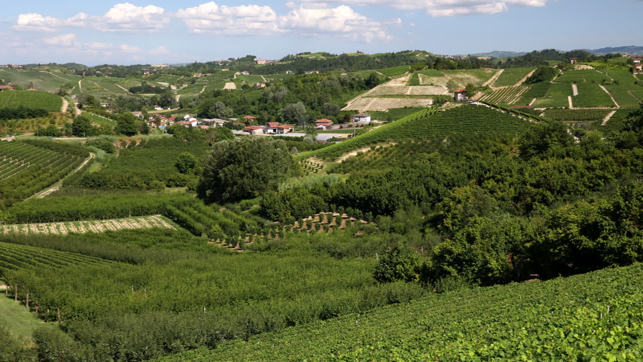 Panoramica di vigneti nel Roero, Piemonte, Italia, in una giornata estiva.
