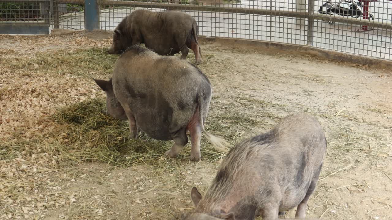 동물원 안에서 풀을 먹는 세 마리의 돼지