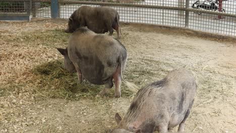 tres cerdos comiendo heno en un recinto del zoológico