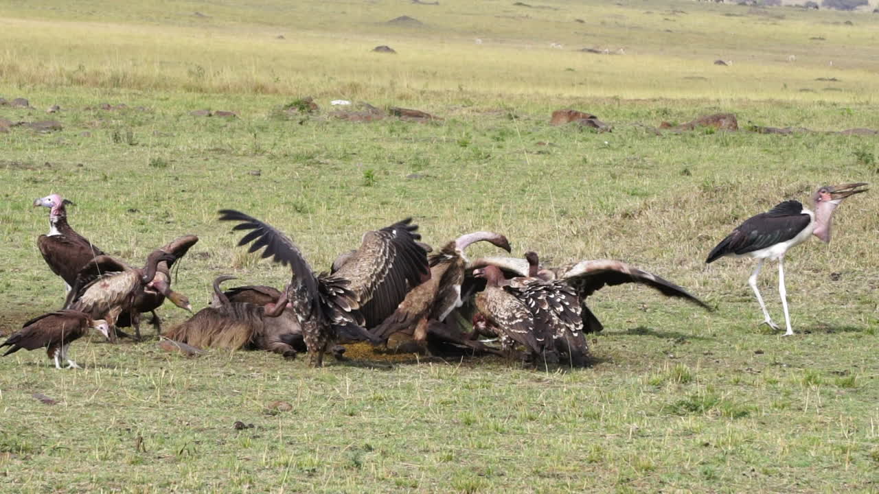 buitres comiendo cadáveres en kenia, áfrica, masai mara