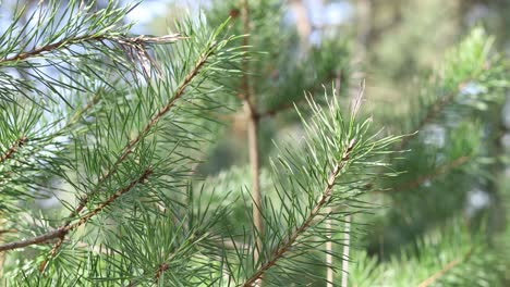 Detail-shot-of-the-ends-of-a-pine-tree-branch