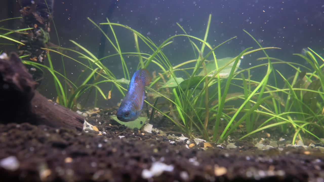 pez gourami comiendo en un acuario vivo 4k