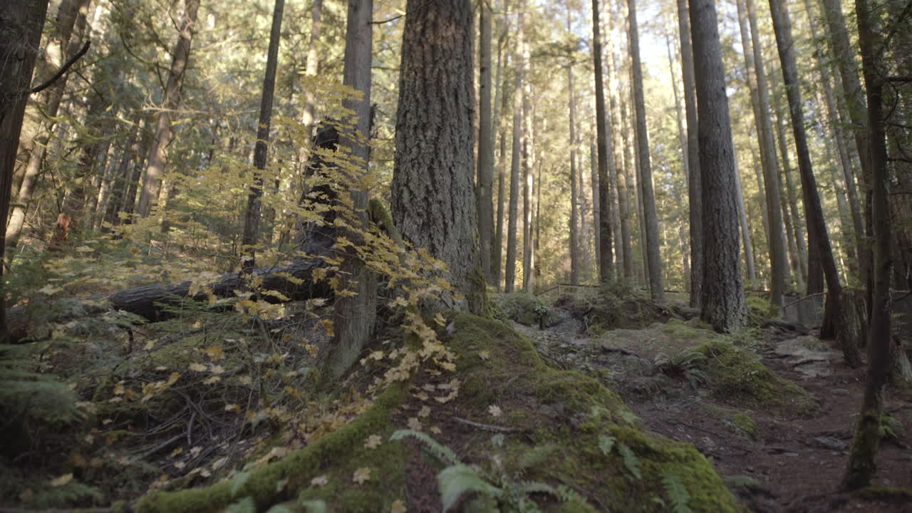 Fogliame autunnale e alberi nella foresta di Lynn Valley.