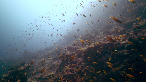 Orange-fish-wall-on-coral-reef