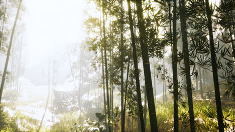 green-bamboo-in-the-fog-with-stems-and-leaves