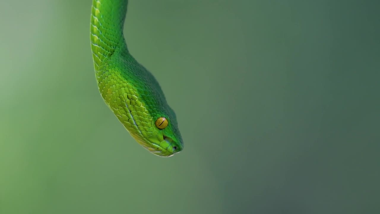 La vipera delle fosse dalle labbra bianche è una vipera velenosa endemica del Sud-est asiatico e si trova spesso di notte in attesa su un ramo o un fusto d'albero vicino a uno specchio d'acqua con abbondanza di prede.