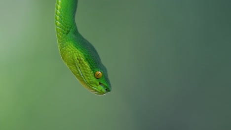 la víbora de labios blancos es una víbora venenosa endémica del sudeste asiático y a menudo se encuentra durante la noche esperando en una rama o rama de un árbol cerca de un cuerpo de agua con muchos alimentos