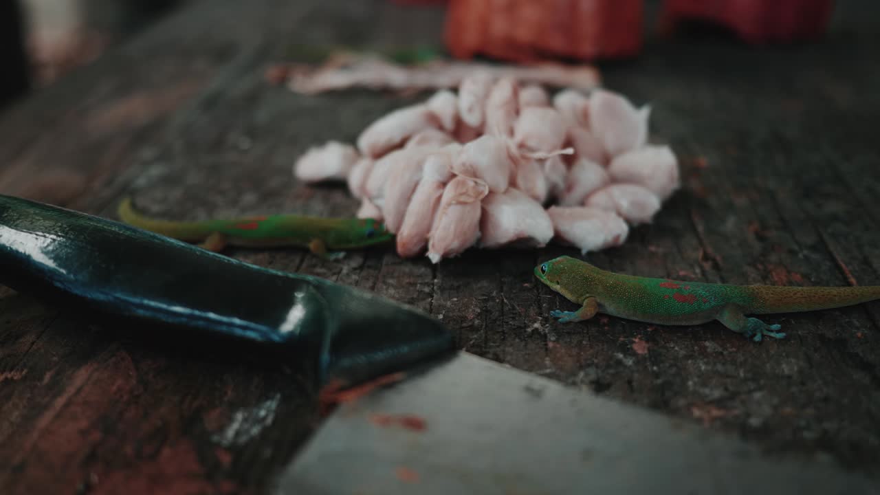 도마뱀붙이는 코코아 콩 냄새를 맡는다