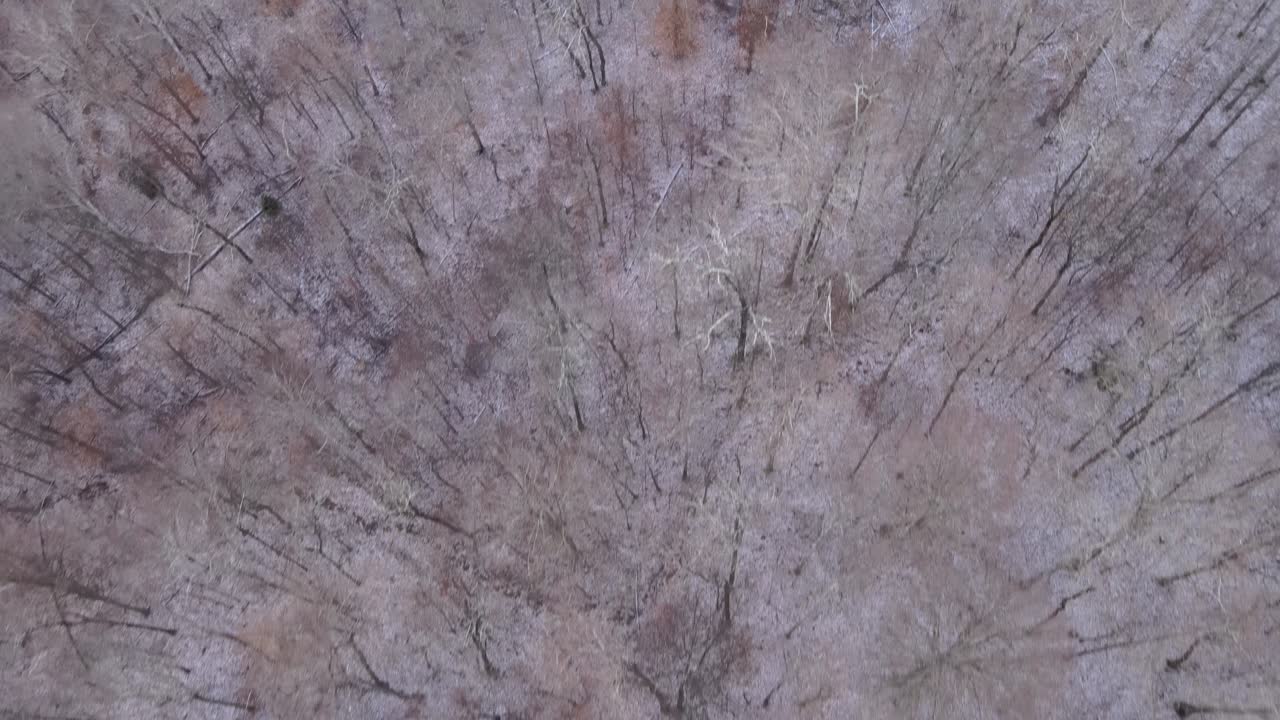 Flying over barren winter trees during the dead of winter