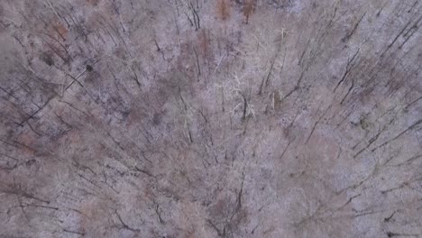 flying over barren winter trees during the dead of winter