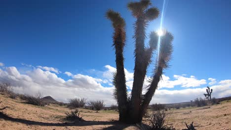 lapso de tiempo del árbol de yuca en el desierto de mojave