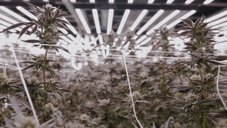 Close-up-shot-of-Cannabis-plants-in-Greenhouse-production-in-California,-Dolly-tracking-shot