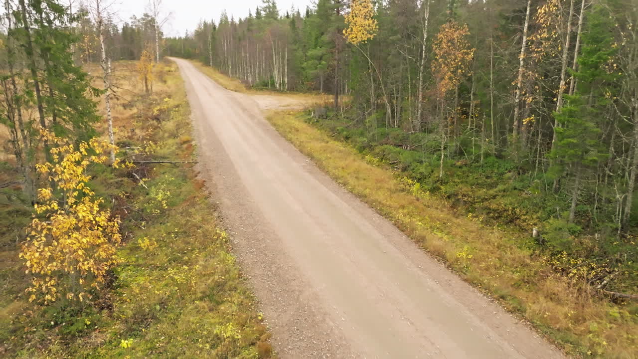 suecia - un camino de tierra a través de un bosque de abetos y abedules en un día nublado de octubre con colores de otoño - toma aérea de drones