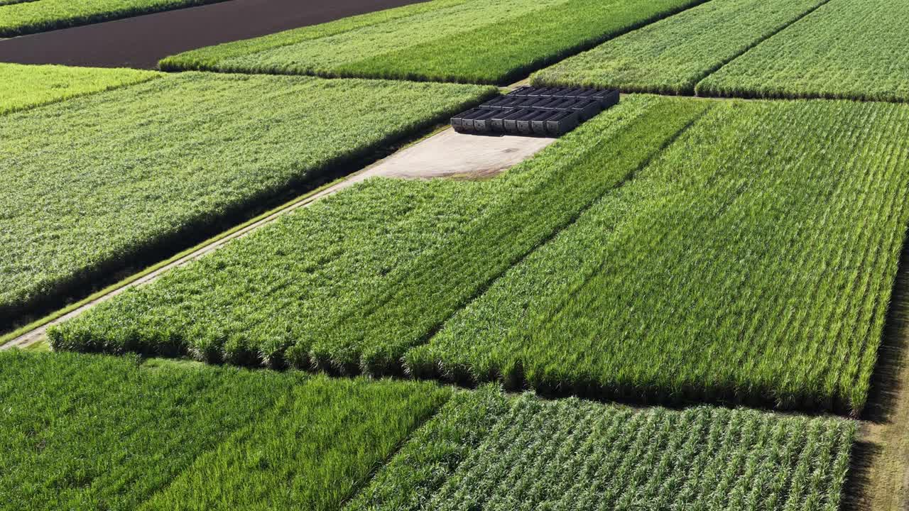Drone footage captures expansive sugarcane fields under clear skies in Murwillumbah, showcasing lush greenery and agricultural patterns