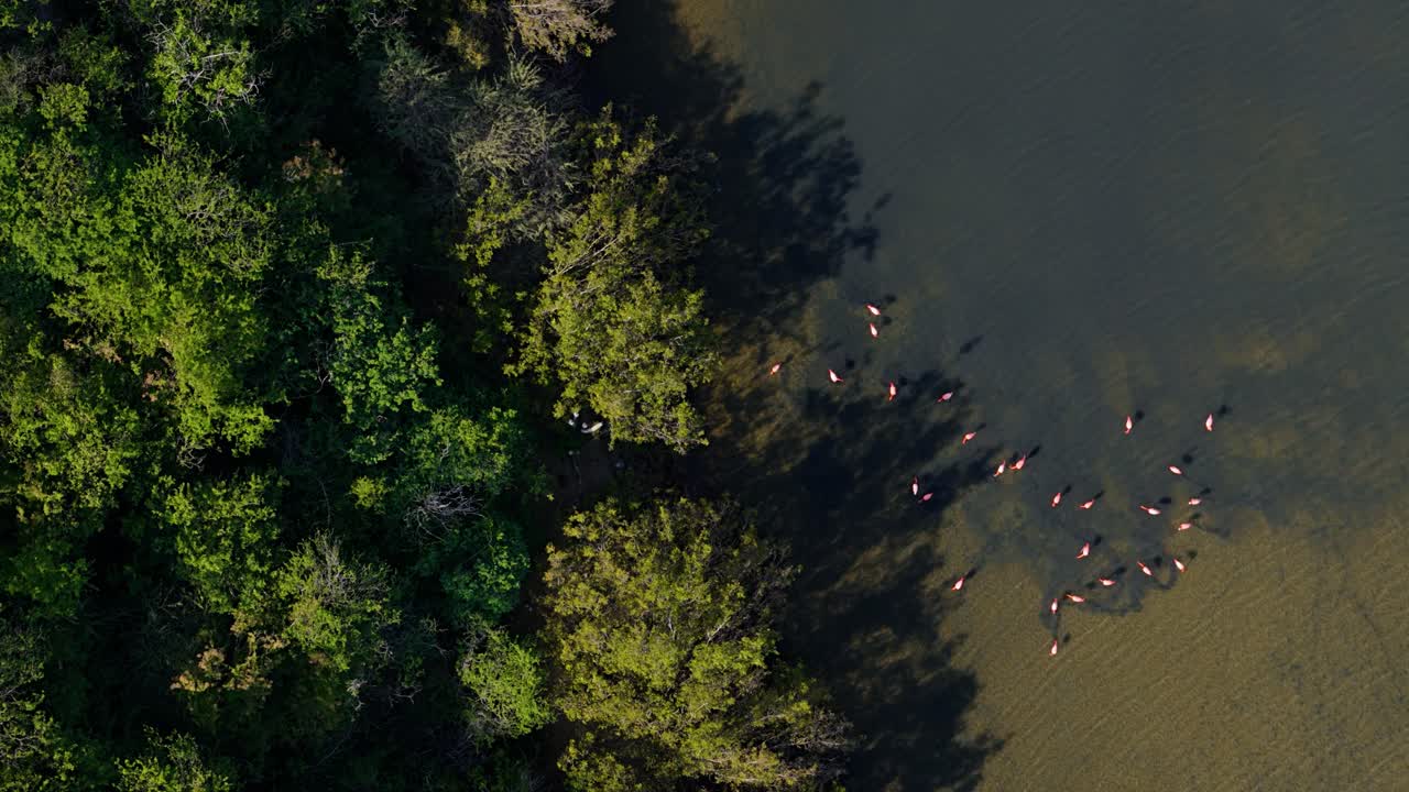 Flamingo flock feed on edge of mangrove forest with long shadows spreading on shallow water