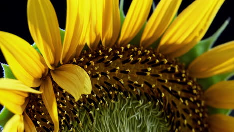 close-up of a sunflower's center