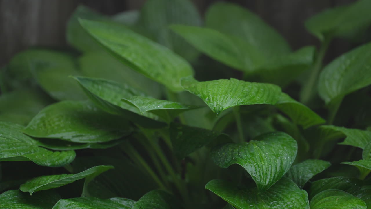 Fresh hosta leaves in garden, calm nature scene, captivating greenery
