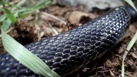 Schwarze-Rattenschlange-Schlängelt-Makro-Nahaufnahme-Skalen