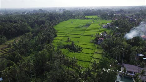 Tropical-Bali-Rice-Terrace-Farm-in-Ubud,-Indonesia---Aerial-Drone