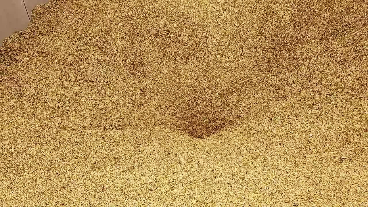 수확 된 보리 가 곡물 트레일러 에서 굴착 되고 있다