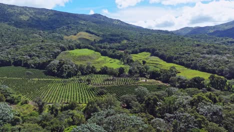 coffee farms at rancho arriba in san josé de ocoa province, dominican republic. aerial forward and panoramic view
