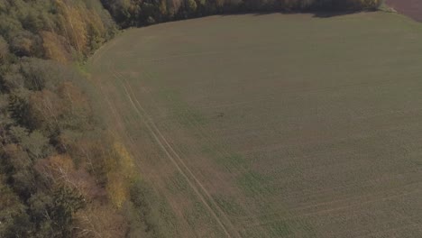 Un-Par-De-Ciervos-En-Los-Campos-Cerca-Del-Bosque-En-Otoño-2