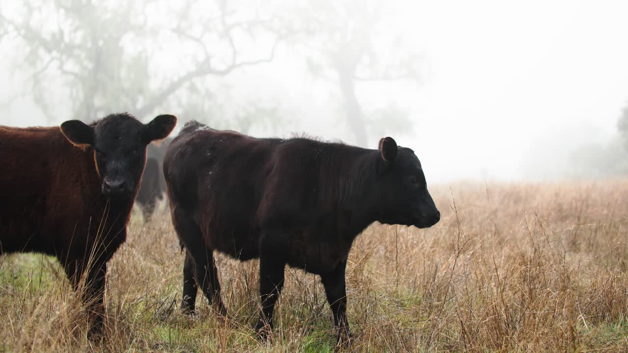 los becerros de angus negros protagonizados por la cámara en el pasto nublado abierto en la costa central de california