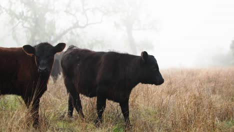 Baby-Black-Angus-Calves-Starring-at-Camera-in-Open-Foggy-Pasture-on-Central-Coast-of-California