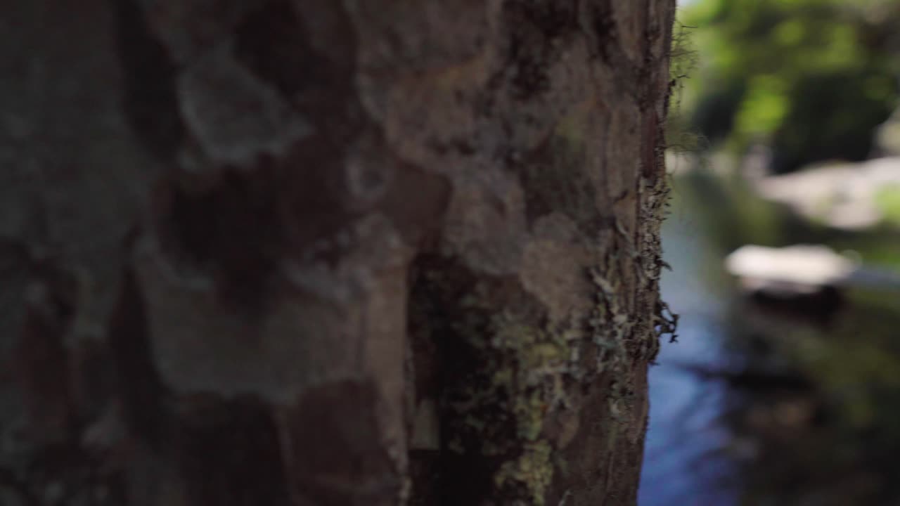 Pan left close up of tree in foreground revealing Laguna Corazon, a heart-shape lake in the middle of a rainforest, Liquiñe, Chile