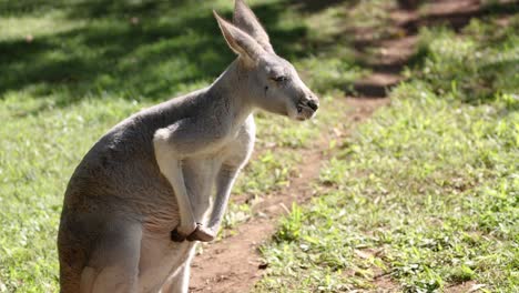 un canguro comiendo hierba en un zoológico