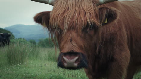 highland cow portrait