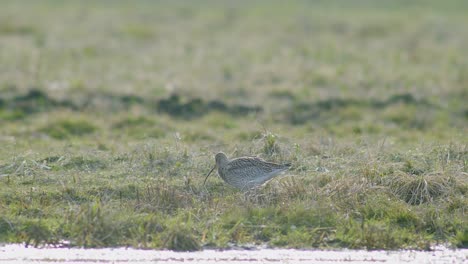 a few curlew birds resting near water puddle flooded wetland during migration