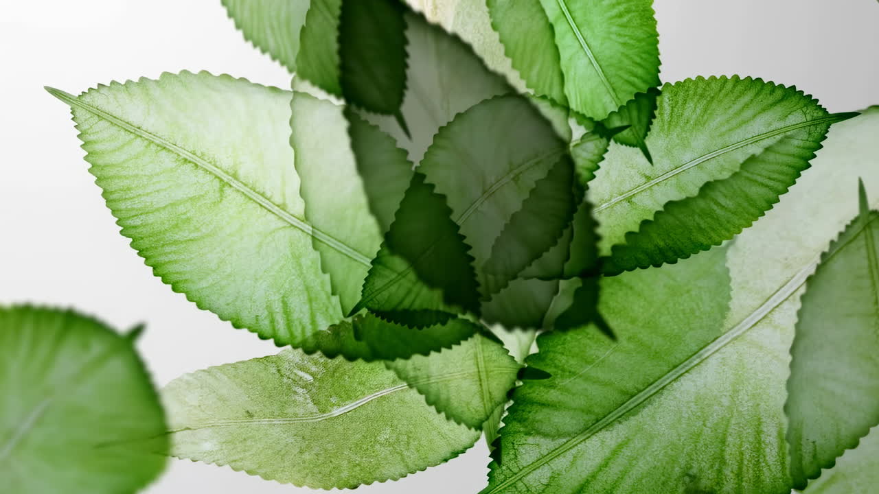 Foglie Verdi Astratte che Ondeggiano su uno Sfondo Bianco