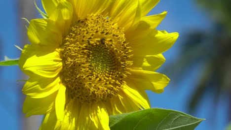 close sunflower in macro shot.