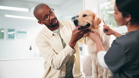 veterinarian examining a golden retriever