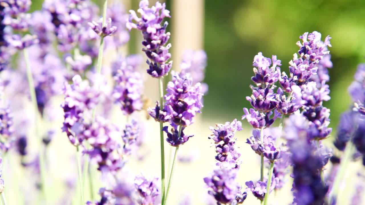 close up de una abeja recogiendo néctar de las flores de lavanda en el jardín