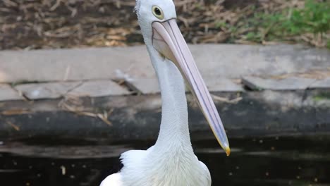 pelican preening its feathers in natural habitat – close-up wildlife behavior footage