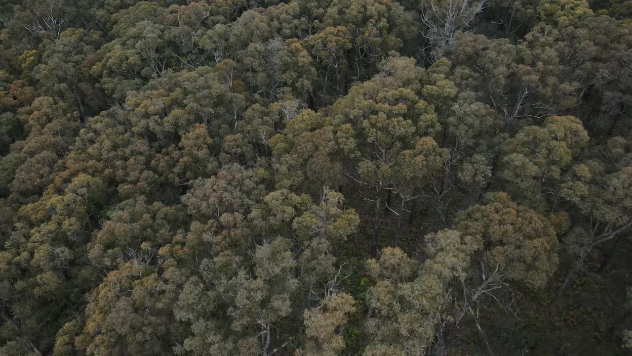 dron aéreo 4k moviéndose hacia atrás con panorámica sobre árboles nativos y bosque de fauna en un parque nacional en australia