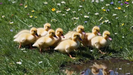a low-angle video captures a group of fluffy ducklings waddling on a grassy field with wildflowers