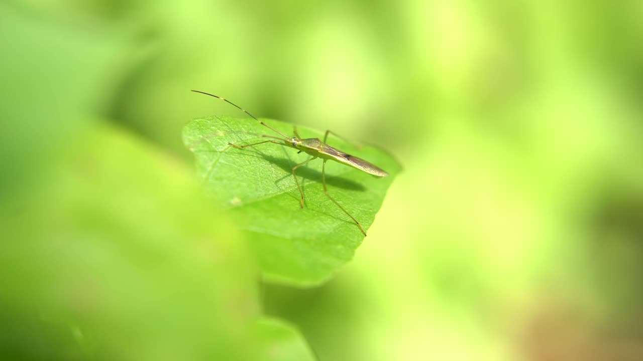 곤충이 잎 위에 앉아 있다