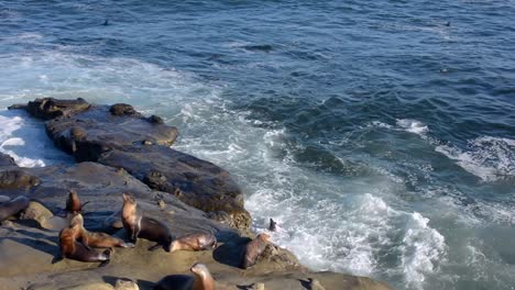 Leones-Marinos-De-California-En-Rocas-En-La-Jolla-California-Con-Olas-Rompiendo