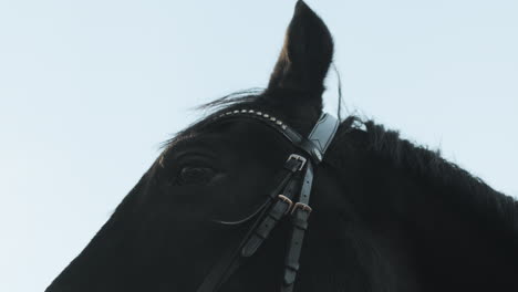 Nahaufnahme-Eines-Schwarzen-Pferdes