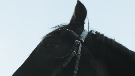 black horse closeup