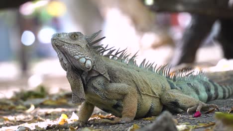 green iguana lays still on forest floor, not moving, static animal, wildlife