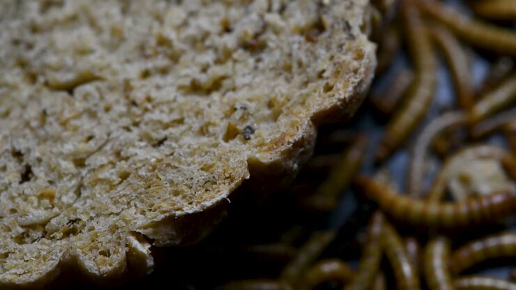 The Mealworm is a species of Darkling Beetle used to feed pets like fish, snakes, birds, and frogs