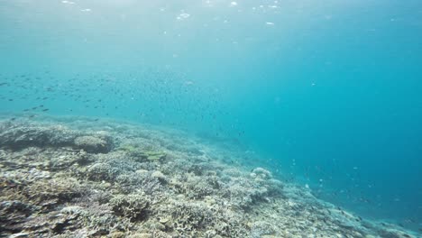 una toma submarina captura la vibrante vida de un arrecife de coral, con numerosos peces pequeños nadando entre los corales
